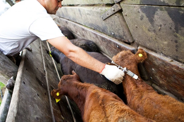 Autorizan la implementación de la vacunación contra la brucelosis bovina