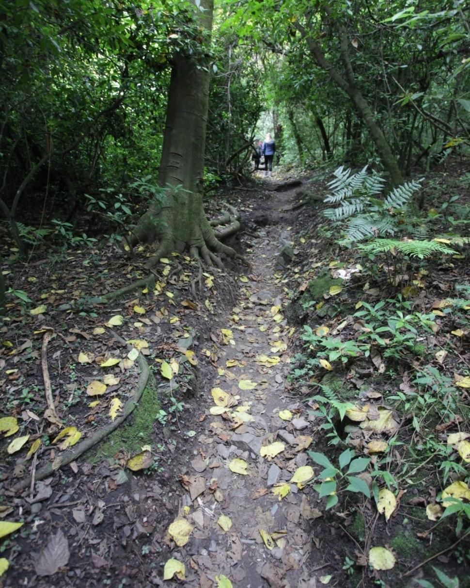 Tucumán quiere que sus yungas sean patrimonio de la Unesco