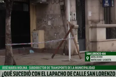 Video: polémica por la tala de un lapacho para la reubicación de paradas de colectivos