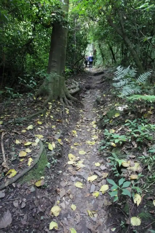 Tucumán quiere que sus yungas sean patrimonio de la Unesco