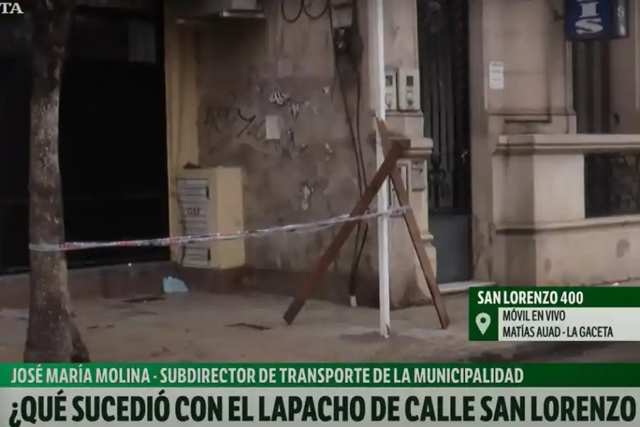 Video: polémica por la tala de un lapacho para la reubicación de paradas de colectivos