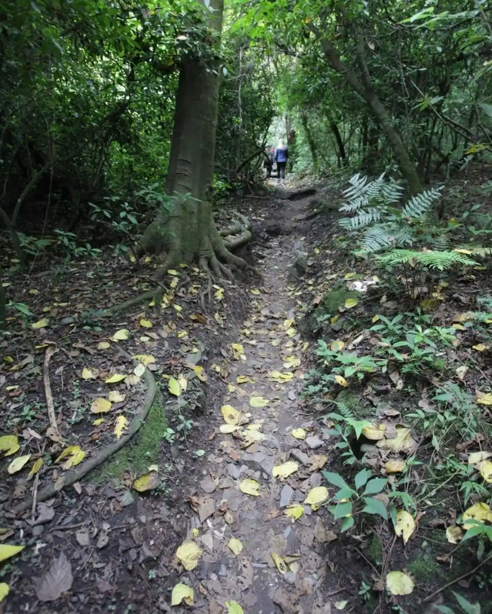 Tucumán quiere que sus yungas sean patrimonio de la Unesco