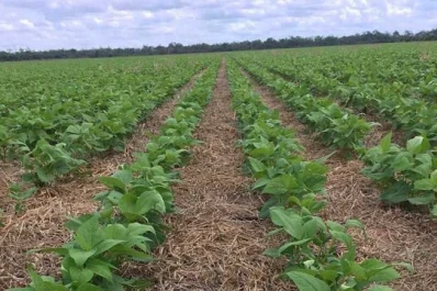 El martes habrá una importante actividad para el sector porotero