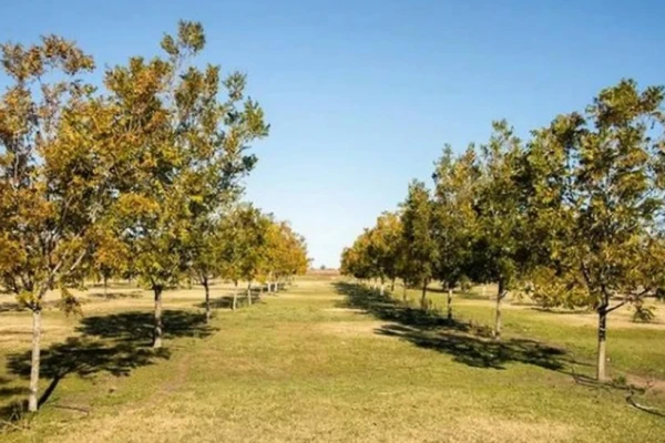 En el país existen más de 8.000 ha de nuez pecán y la tasa anual de crecimiento es cercana al 10%