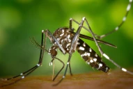 Dengue: por una mutación genética, hay Aedes súper resistentes