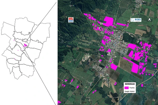 Frutilla: el área implantada este año en Tucumán suma 585 hectáreas