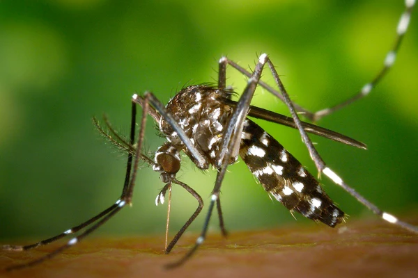 Dengue: por una mutación genética, hay Aedes súper resistentes