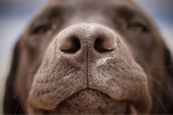 ¿Los perros pueden oler el estrés humano?