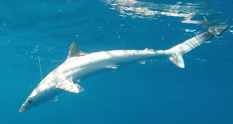 La especie evaluado fueron los tiburones de nariz afilada.