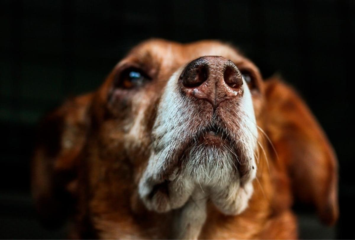 ¿Por qué los caninos pueden identfiicar nuestro estrés?