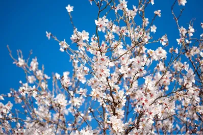 No es el 21 de septiembre: cuándo comienza la primavera 2024 en Argentina