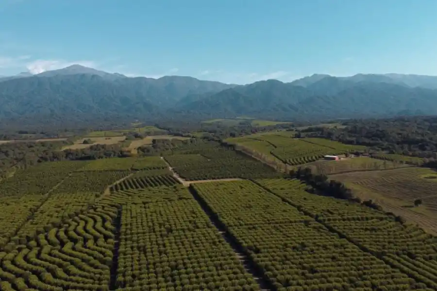 Citromax: referente de la industria del limón comprometido con el medio ambiente