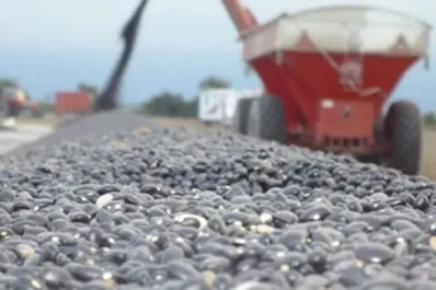 Poroto negro: el gasto de barbecho a cosecha rondó los U$S 350 por ha