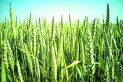 Informe nacional: el trigo muestra comportamiento dispar, debido a la heterogeneidad de las lluvias