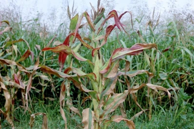 Achaparramiento del maíz: consejos para la próxima campaña