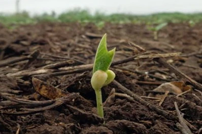 Poroto: el poder germinativo de la semilla oscila del 80% al 90%