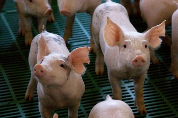 Actualizan el plan de prevención de triquinosis