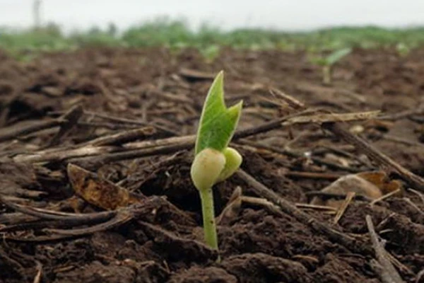 Poroto: el poder germinativo de la semilla oscila del 80% al 90%