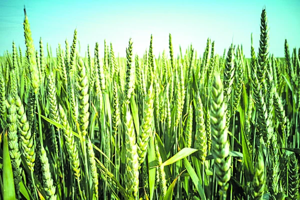 Informe nacional: el trigo muestra comportamiento dispar, debido a la heterogeneidad de las lluvias