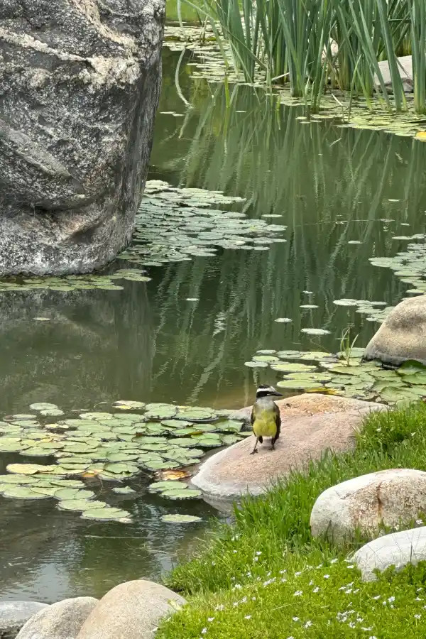 Las reglas del ikigai: el camino japonés hacia una vida plena y longeva