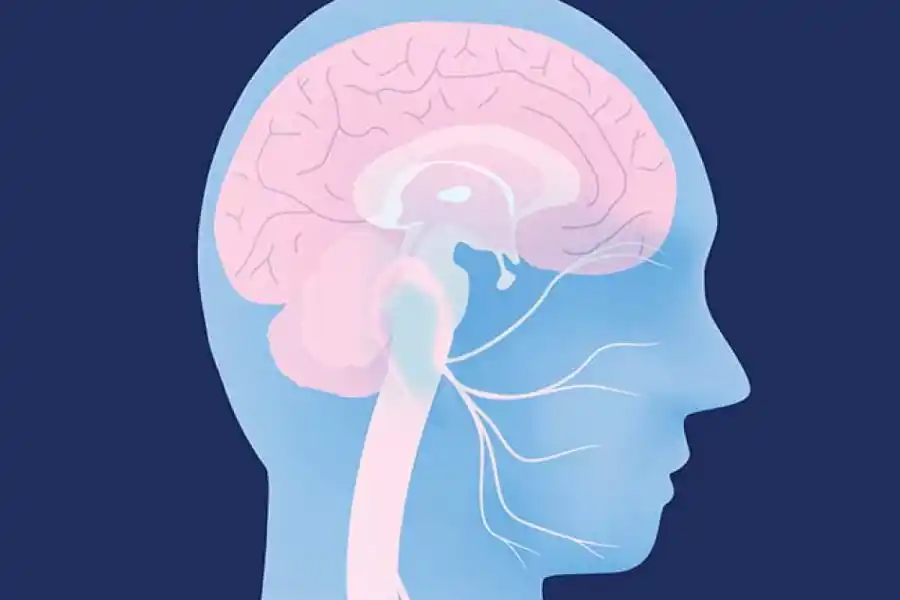 El nervio facial envía señales mucho más rápidas a nuestro cerebro.