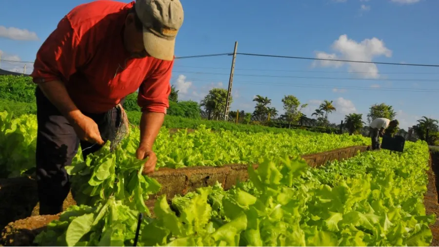 Efemérides del 8 de septiembre: por qué se celebra el Día del Agricultor en Argentina