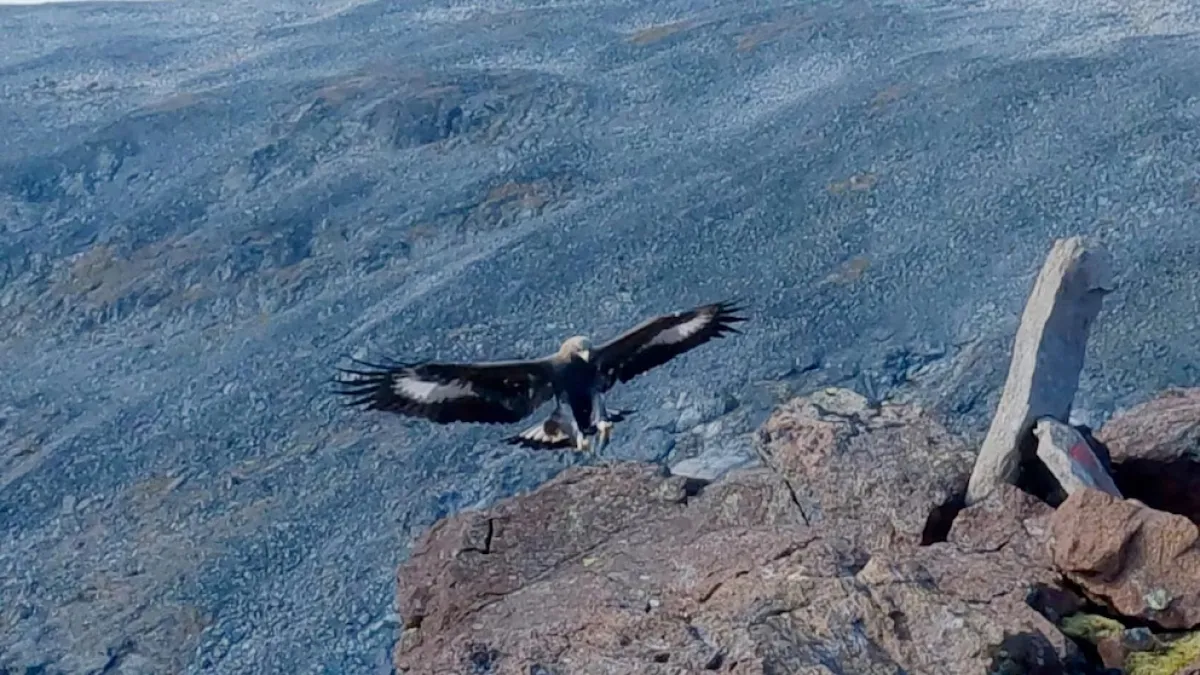 Un águila atacó a cuatro personas en Noruega.