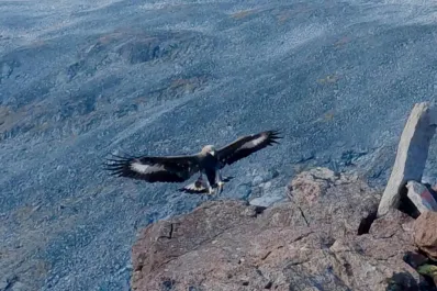 Un águila atacó a cuatro personas en una semana, entre ellas una niña de 20 meses