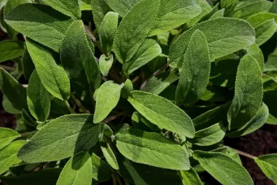 La popular planta que ayuda a reducir los niveles de azúcar en sangre