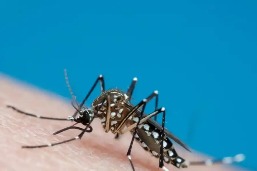 Cuáles son los efectos secundarios de la vacuna contra el dengue