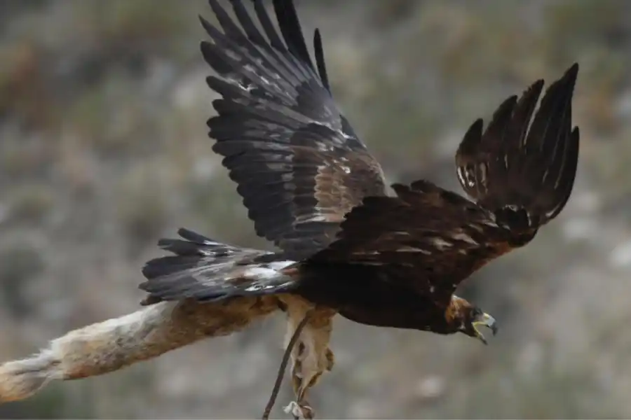 El águila protagonizó cuatro ataques en una semana.