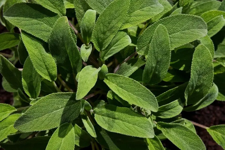 La planta que ayuda a reducir los niveles de glucosa en sangre.