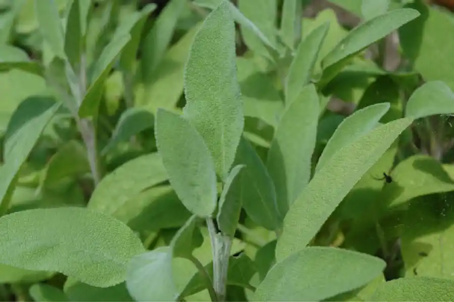 ¿Por qué la salvia ayuda a reducir los nieveles de azúcar en sangre?