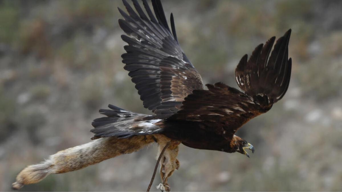 El águila protagonizó cuatro ataques en una semana.