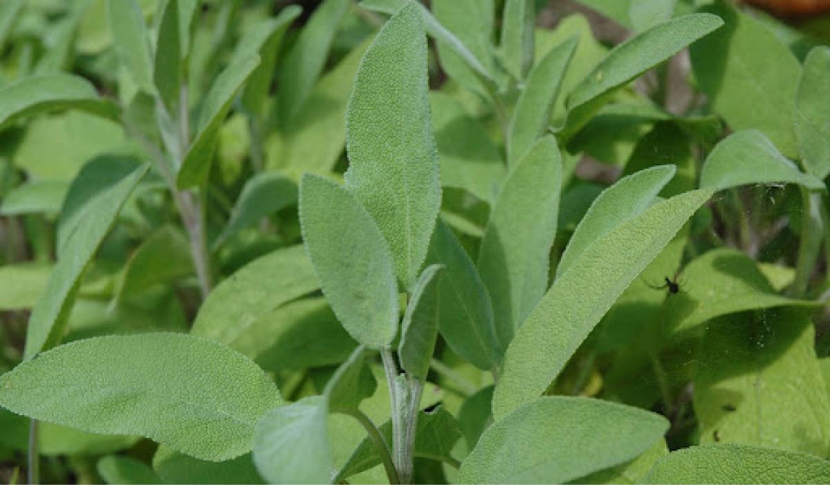 ¿Por qué la salvia ayuda a reducir los nieveles de azúcar en sangre?