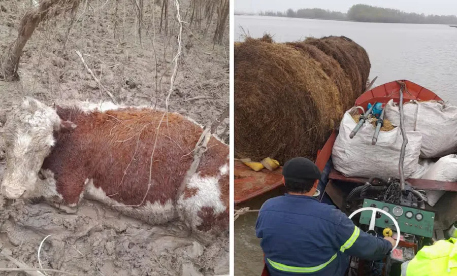 Gran drama por la baja del río Paraná: “Llevamos 50 vacas muertas”