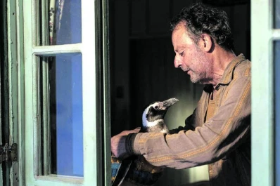Estreno de cine: “Mi amigo el pingüino”, la historia real de un vínculo muy particular