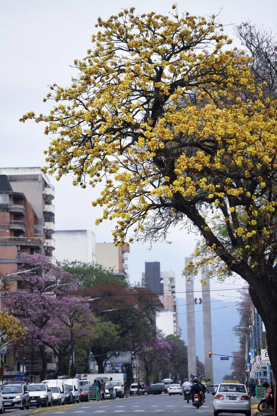 LAPACHOS EN FLOR. Los tucumanos esperan por ellos. 