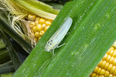 Maíz: “El vacío sanitario se está cumpliendo, con gran esfuerzo”