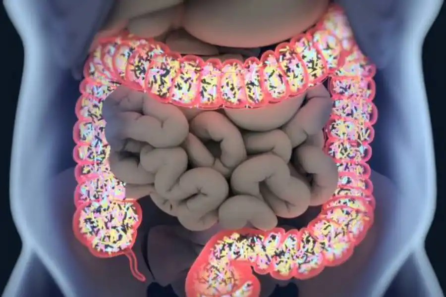 ¿Por qué cuidar de nuestra microbiota refuerza el sistema inmune?