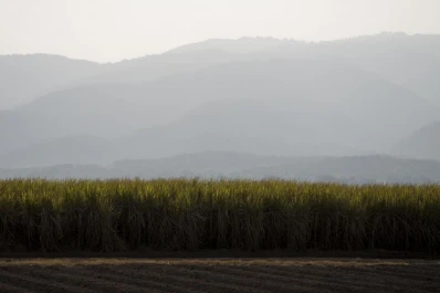Se detuvo el proceso de maduración en toda el área cañera de Tucumán