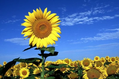 El girasol y el sorgo “resucitan” en la región núcleo