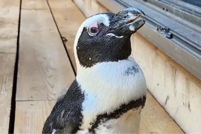 Una pingüina criada en cautiverio fue hallada sana y salva tras nadar 45 kilómetros en el océano para escapar