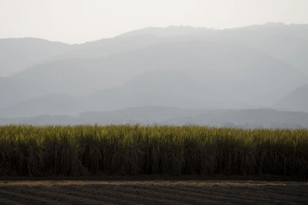 Se detuvo el proceso de maduración en toda el área cañera de Tucumán