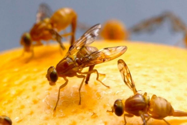 Se controlará el stock de frutas en empaques cítricos