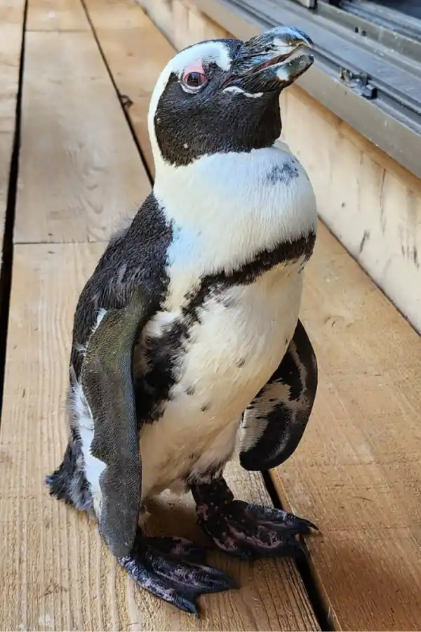 Pen-Chan fue encontrada a 45 kilómetros de su lugar de partida.