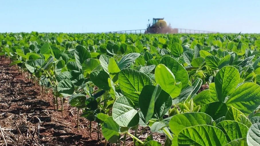 La soja del NOA acumuló un 1,5% más de proteína que el valor medio del país