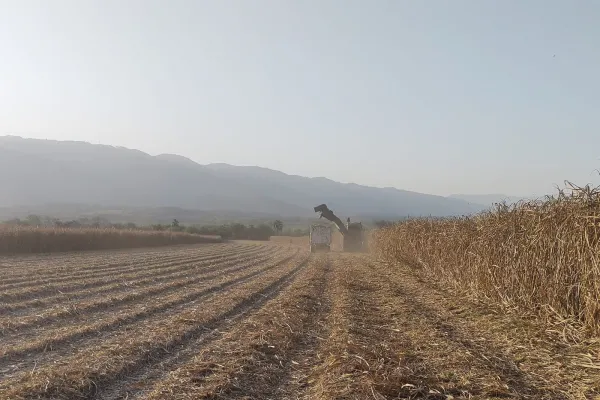 Los ingenios adelantarán el cierre de la zafra ante la caída de la molienda y los rendimientos