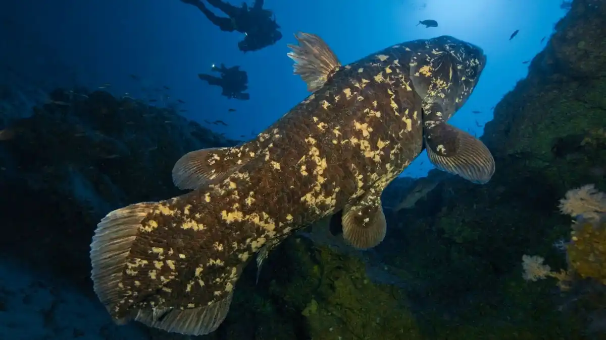El celacanto peude vivir hasta 100 años. 