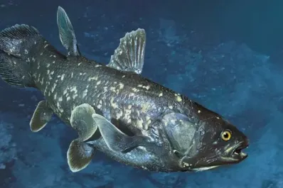El celacanto, el pez que se creyó extinto hace 60 millones de años y reapareció en una pequeña ciudad